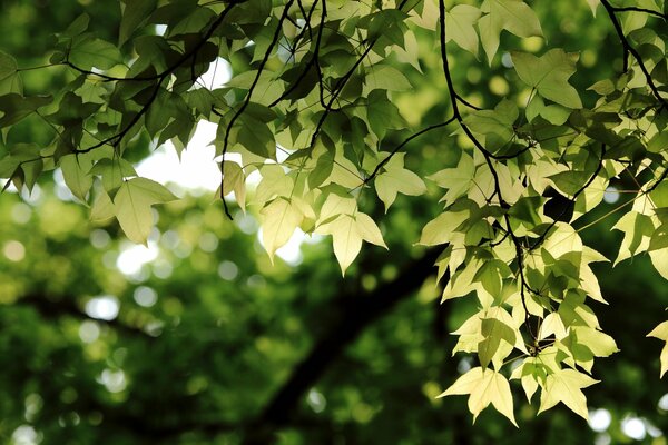 Green leaves hanging on a branch