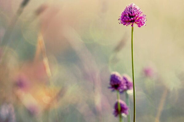 Tender meadow clover sways in the wind