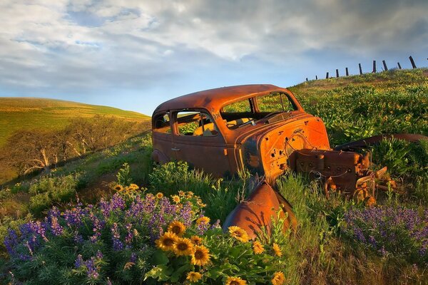 An abandoned car in flowers