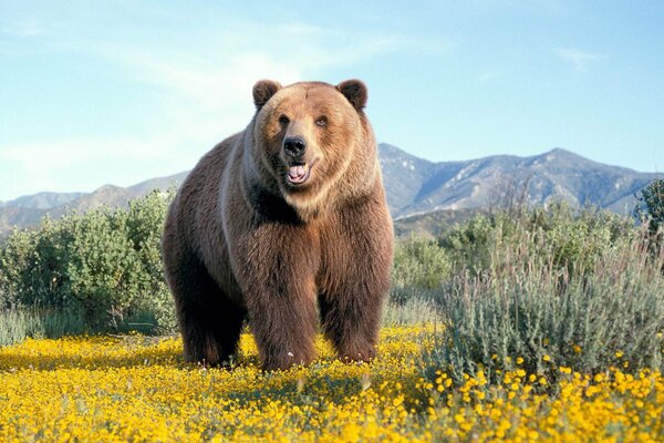 Un ours brun se dresse au milieu d un champ de camomille