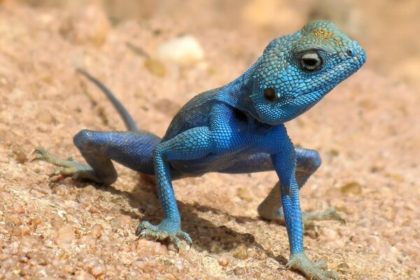 Lagarto azul mirando de lado en la arena