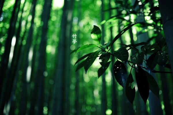 Chinese rainy bamboo forest