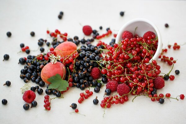 Rote und schwarze Johannisbeeren mit Aprikosen