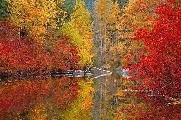 Paysage orange-rouge automne