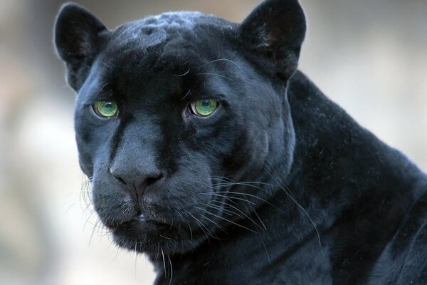 Schwarzer Panther beobachtet genau