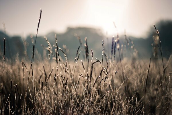 Rosée du matin dans la Prairie à la lumière du soleil levant