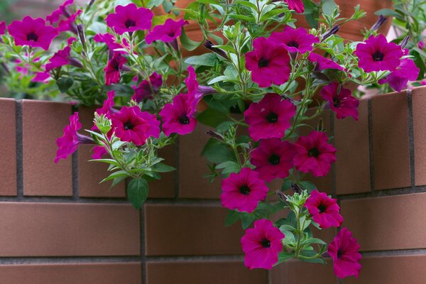 Décoration de mur de briques avec des fleurs de pétunia