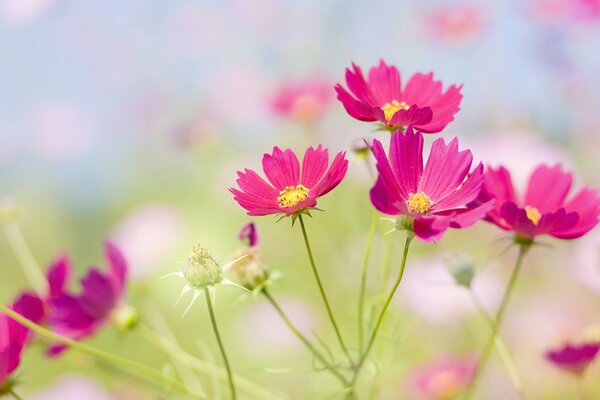 Hermosas flores de pradera rosa