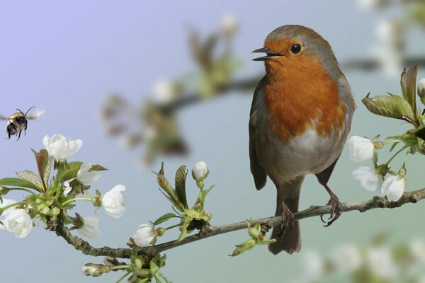 A bird sits on a flowering branch of a plum tree