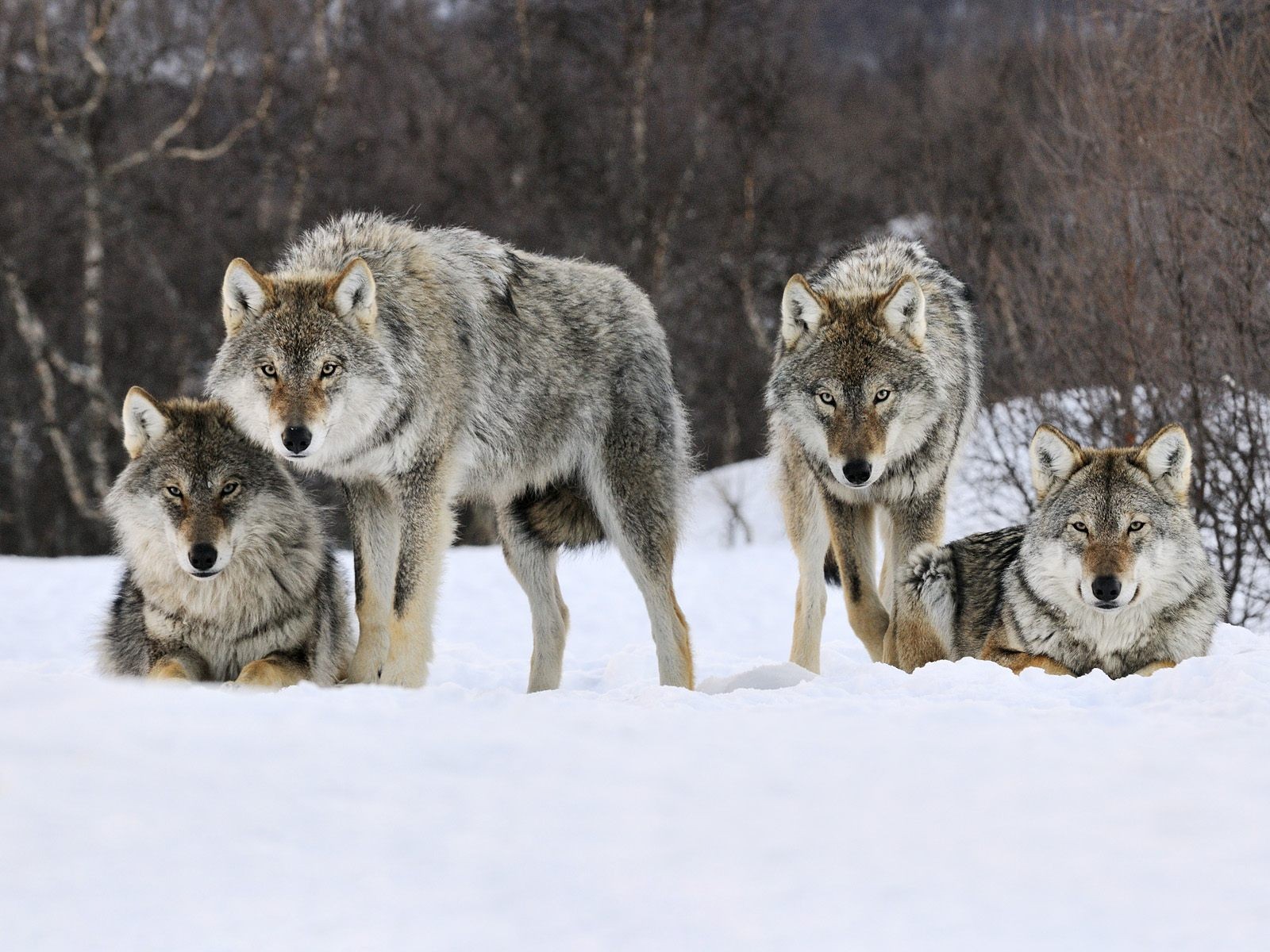 invierno lobos manada