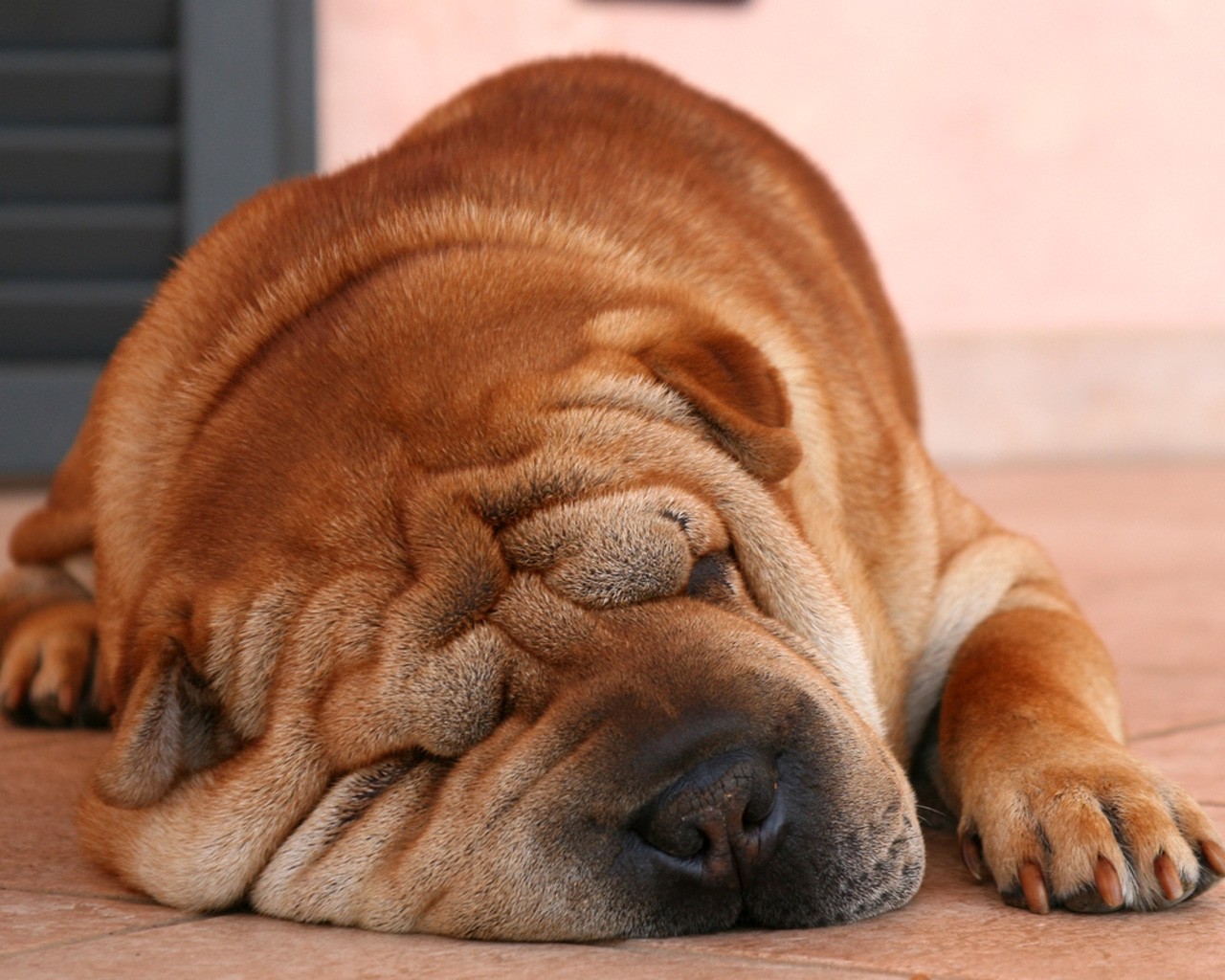 nase falten schlaf sharpei