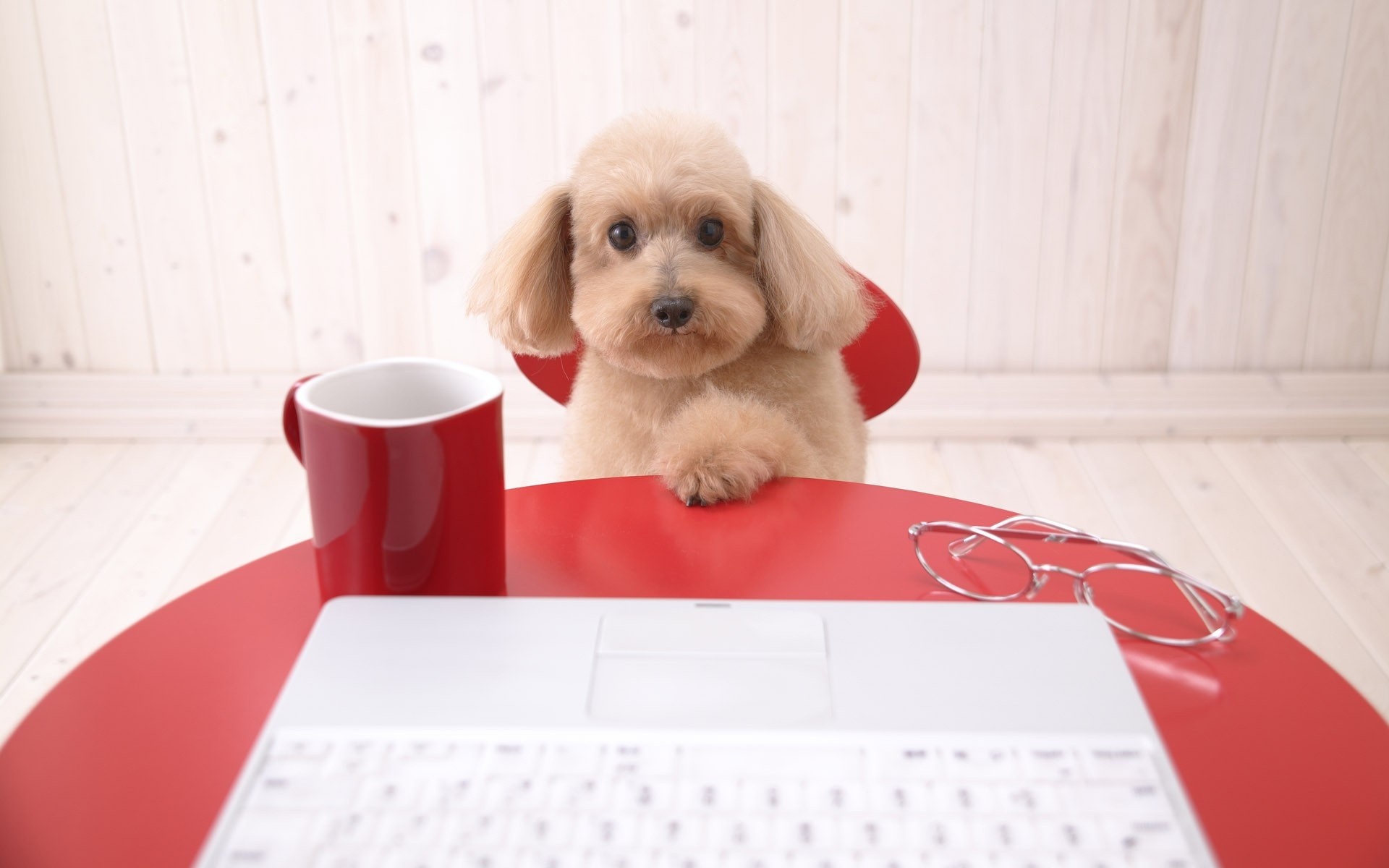 table dog computer poodle