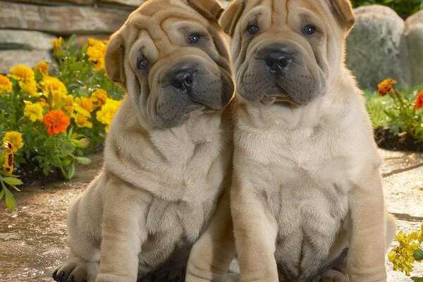 Lindos amigos leales de las personas son perros