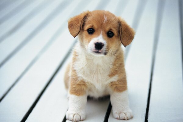 A small puppy on a light plank floor