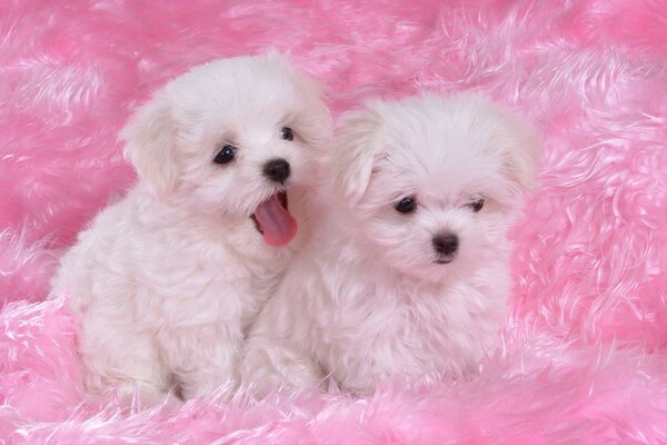 Due piccoli cuccioli pelosi su una coperta rosa