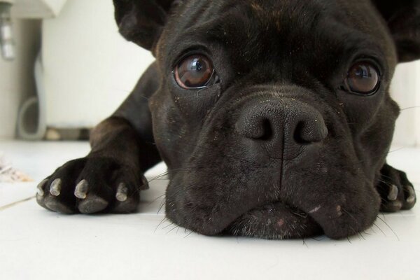 The look of a French bulldog puppy