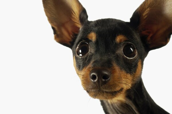 The look of a miniature breed dog with big ears