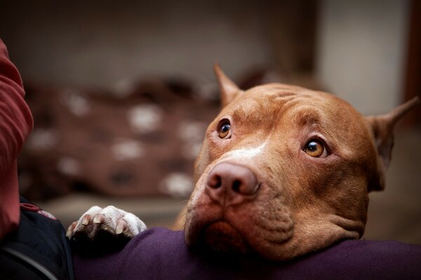 Chien de race dogue