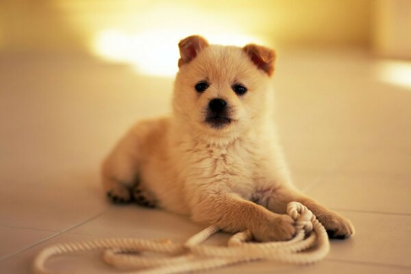 Fluffy puppy playing with rope