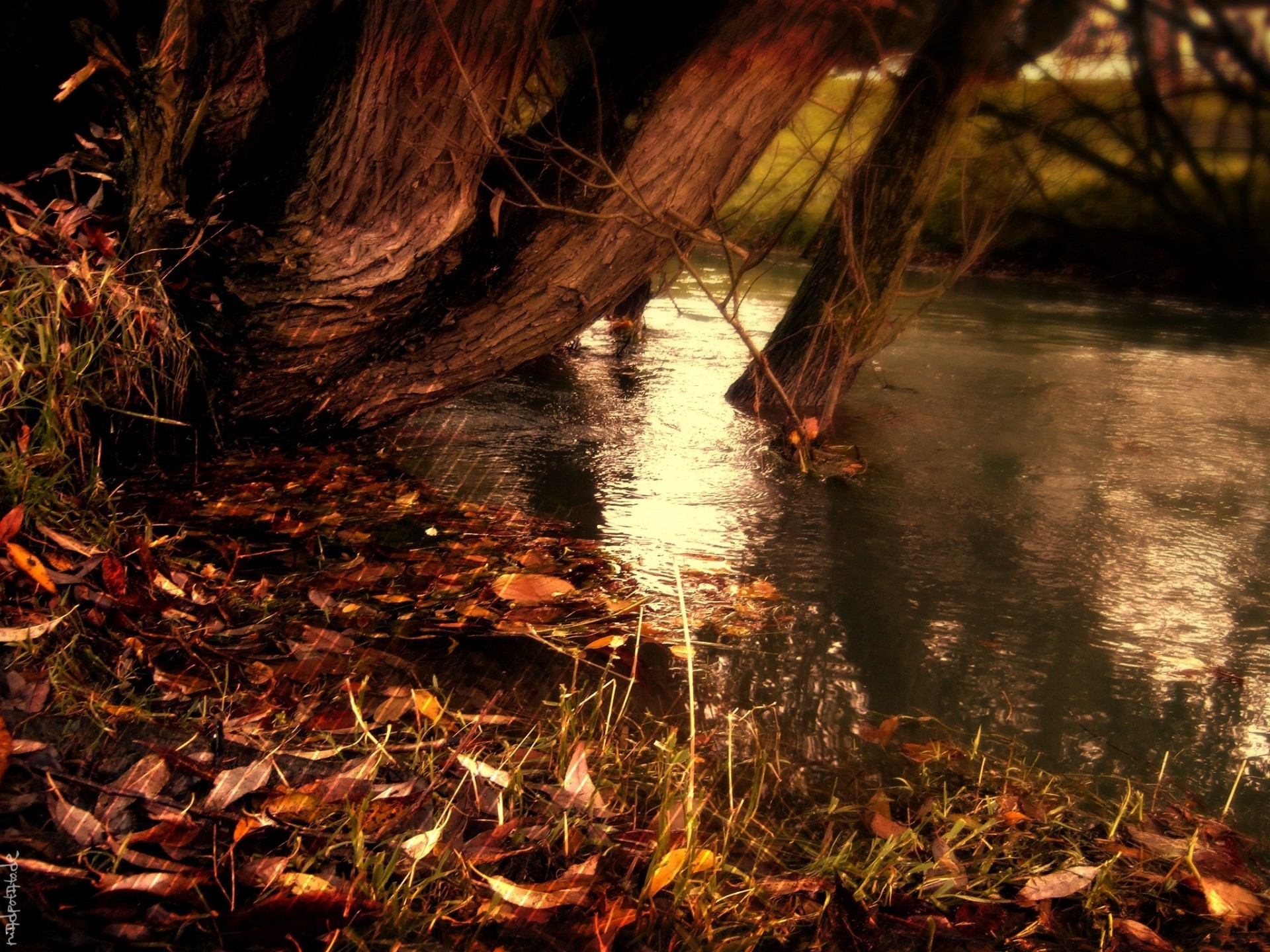 natura autunno strisce strisce foglie cadute gialle fiume acqua lago