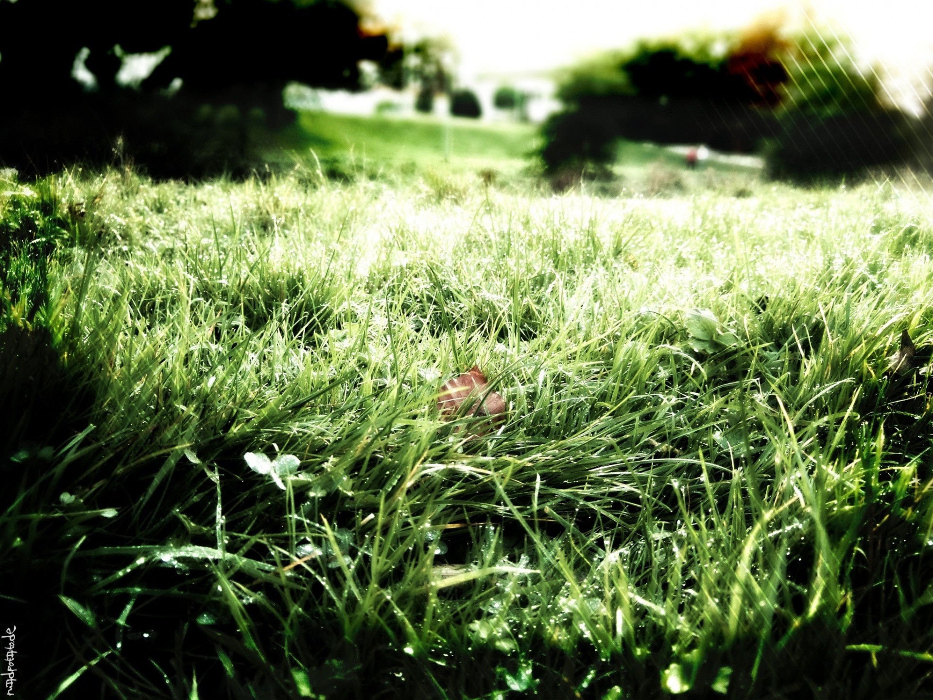 verdure herbe rosée nature fraîcheur