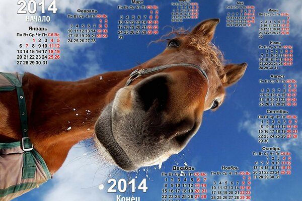 Calendario 2014 con un caballo mirando a la cámara