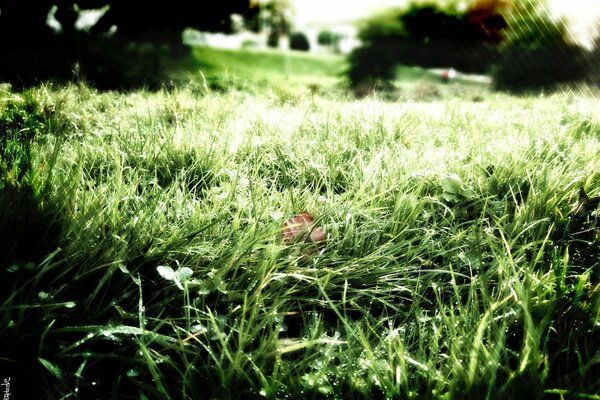 Morning dew on the grass, close-up