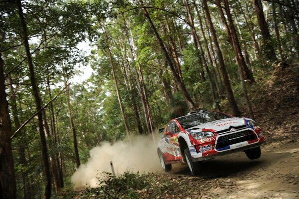 Carreras de autos en el bosque