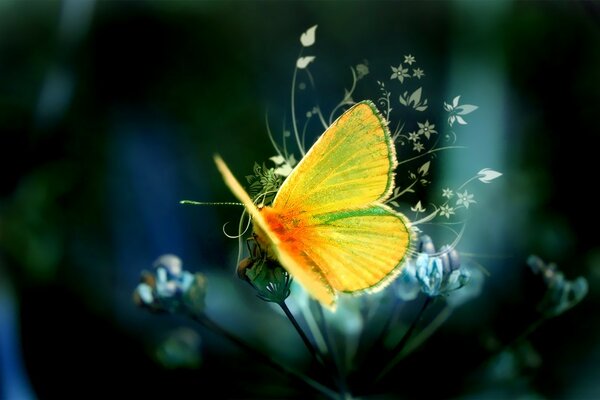 A beautiful yellow butterfly sits on a flower. apple