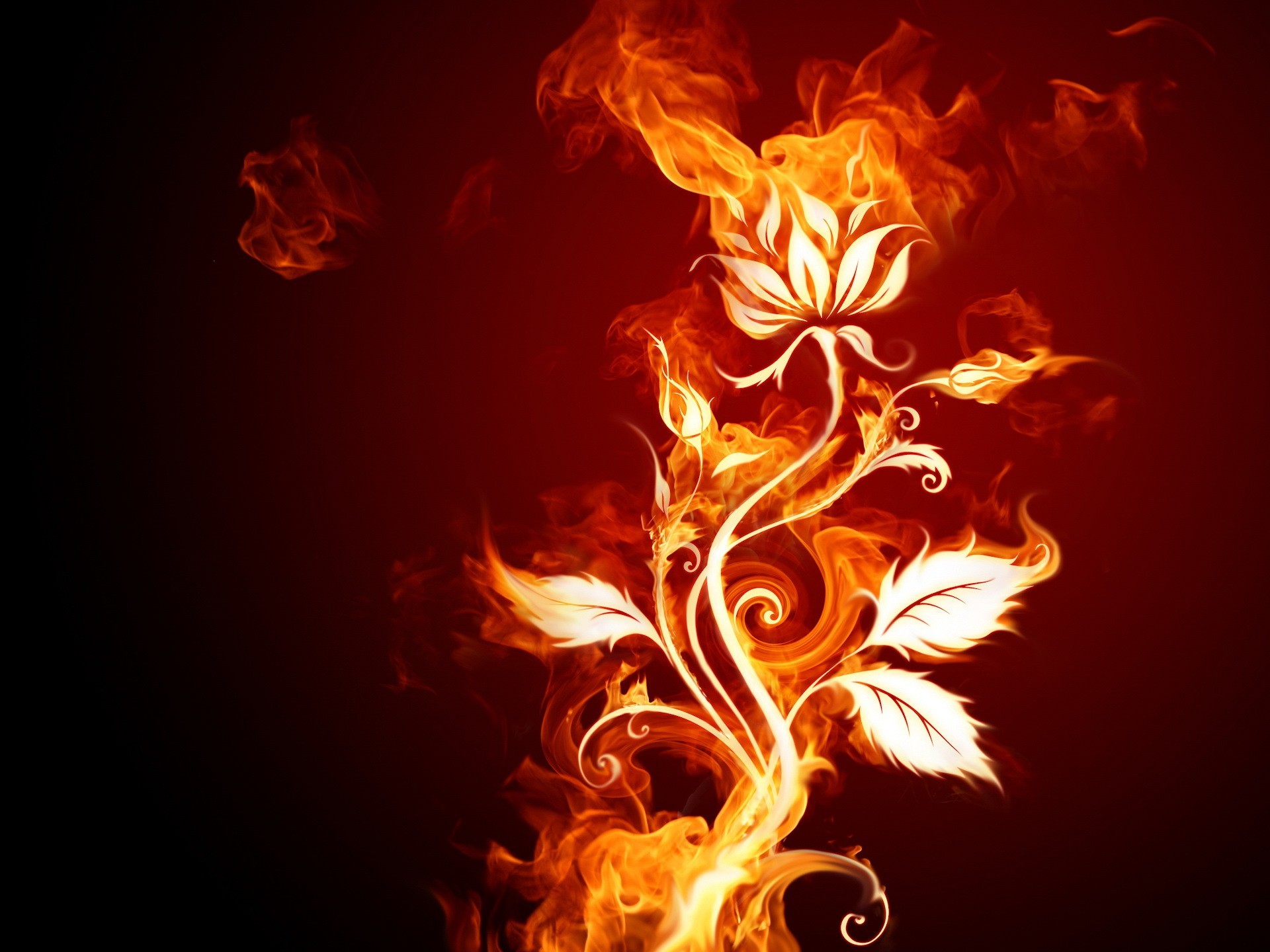 feuer blume