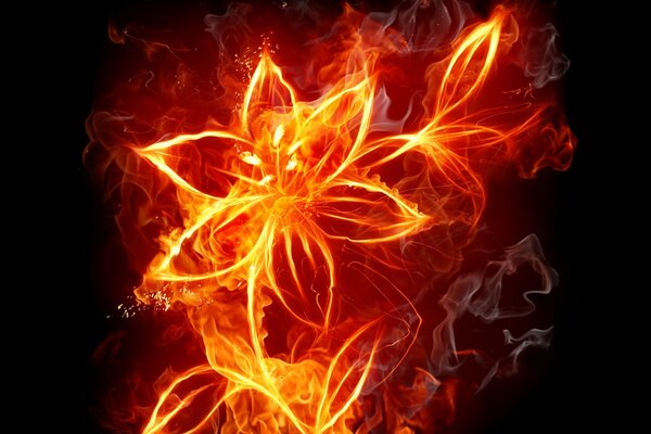 A fiery flower on a black background