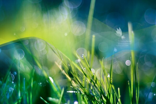 Wassertröpfchen nach Regen im Gras