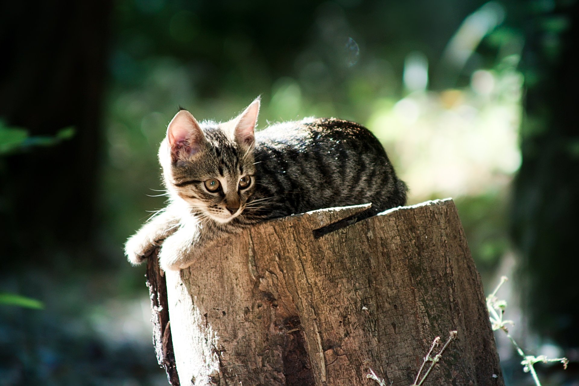 пушистые кошки коты животные