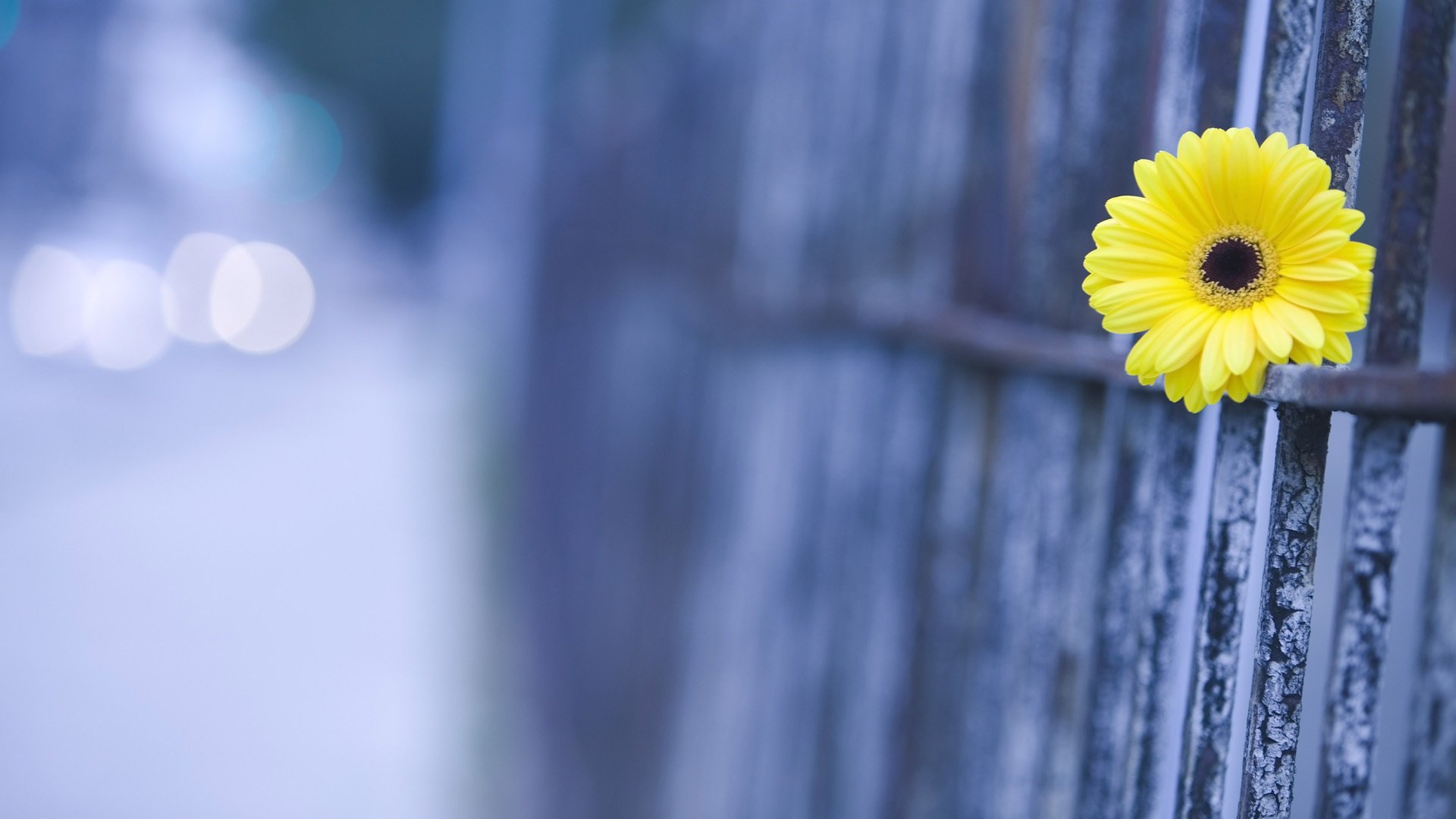 kwiat makro ogrodzenie gerbera rozmycie