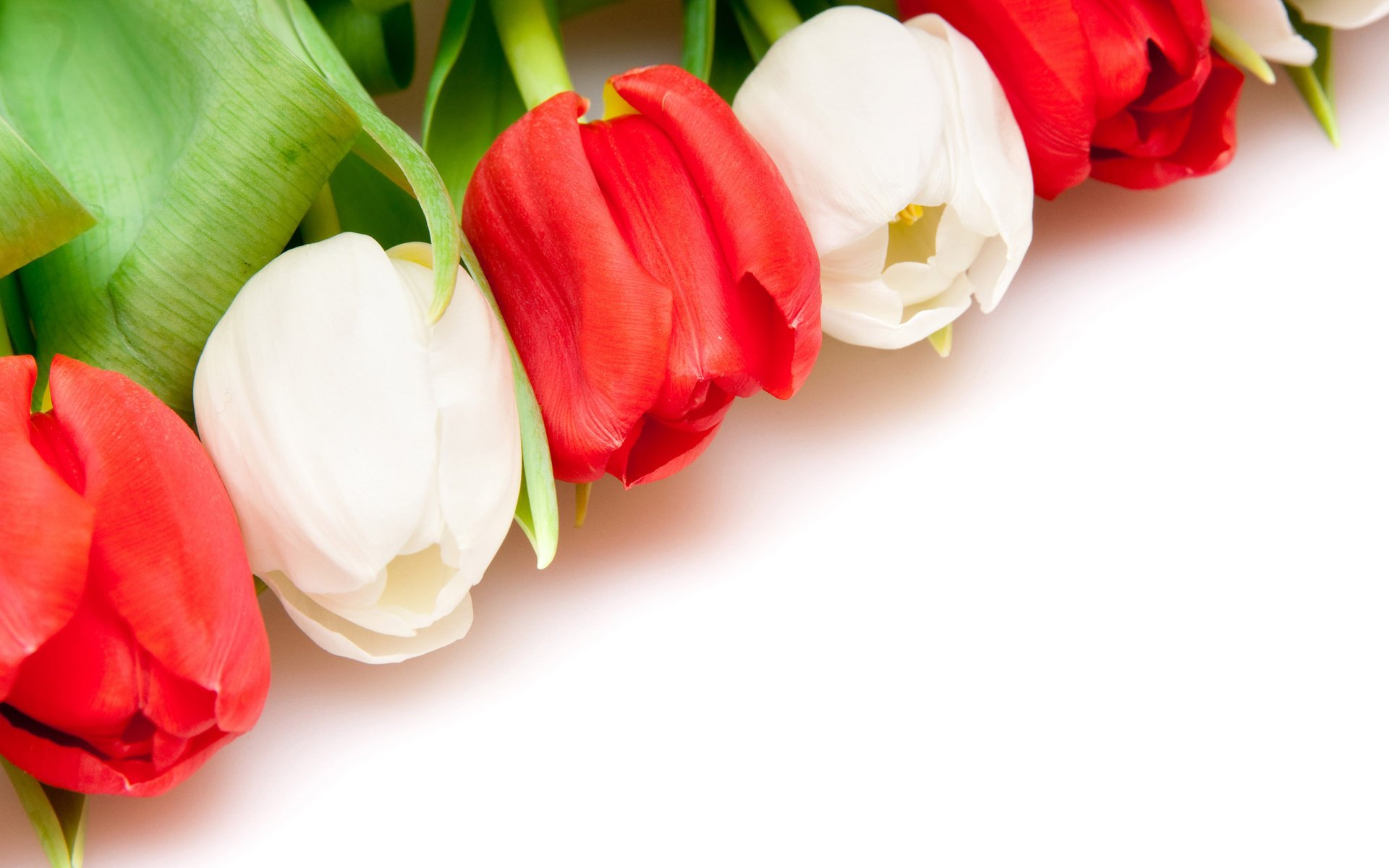 blanc tulipes fond rouge