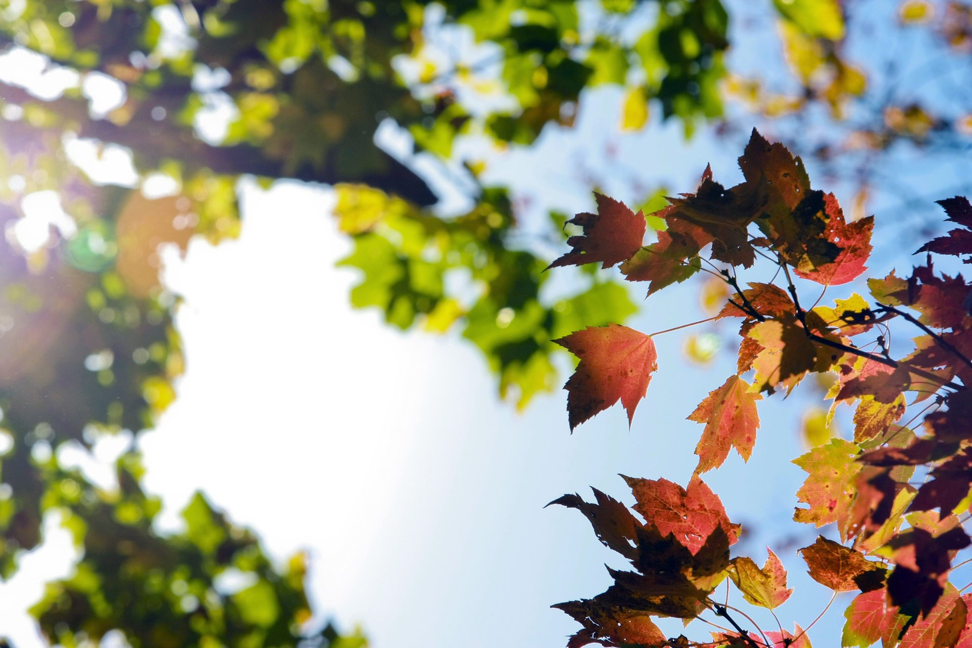 nature ciel feuillage automne branches