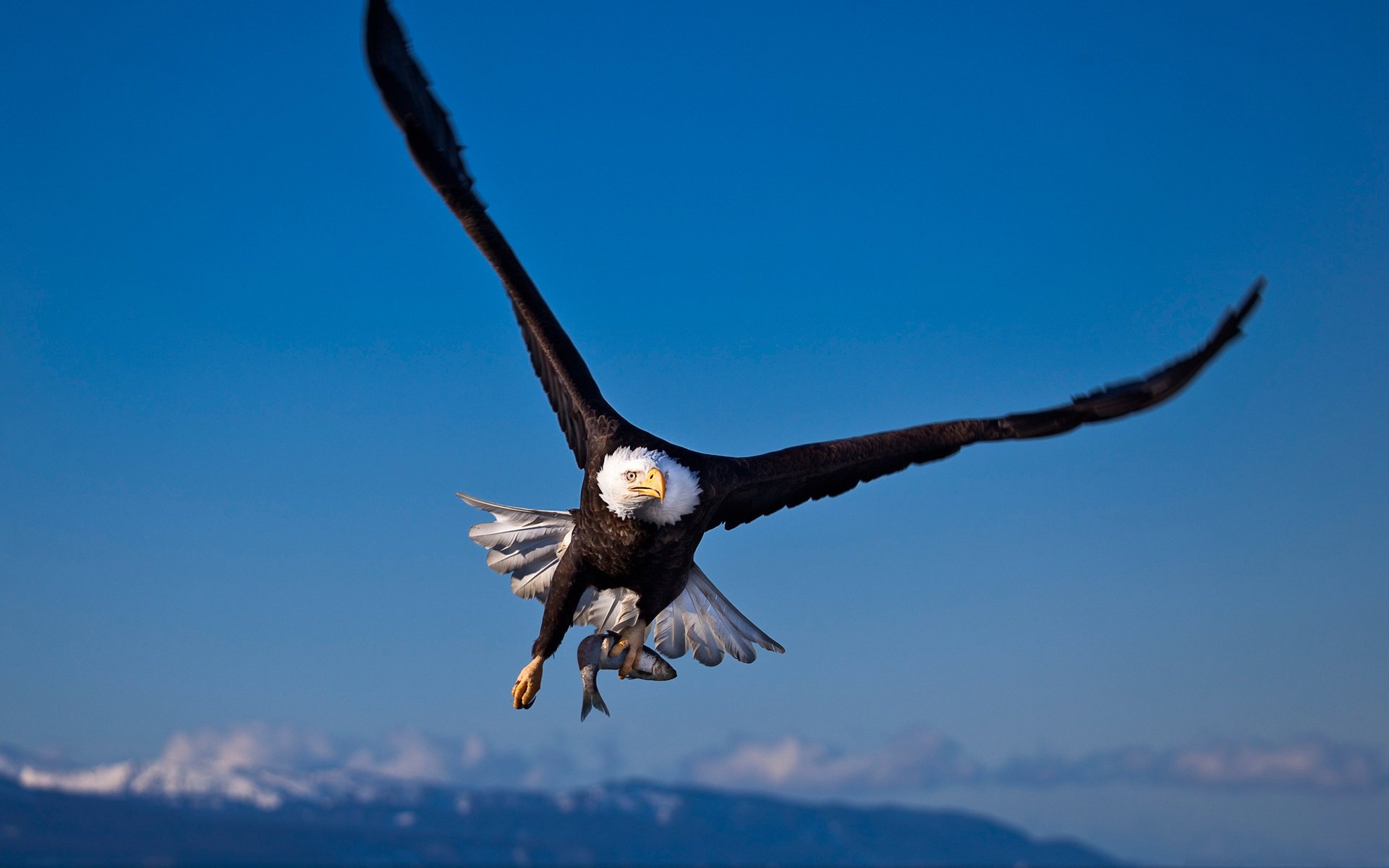 aves presa águila pescado águila calva caza