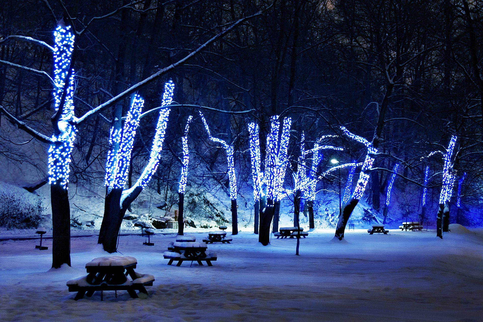 illuminations neige arbres