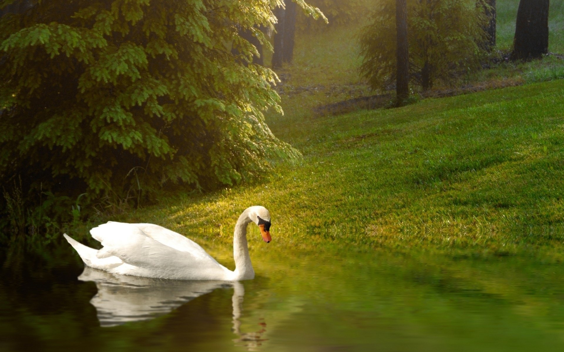 cisne pájaro fondo