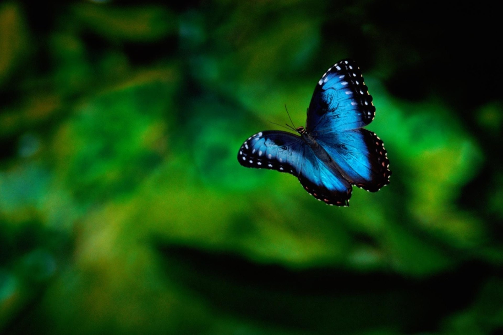 background greens butterfly insect