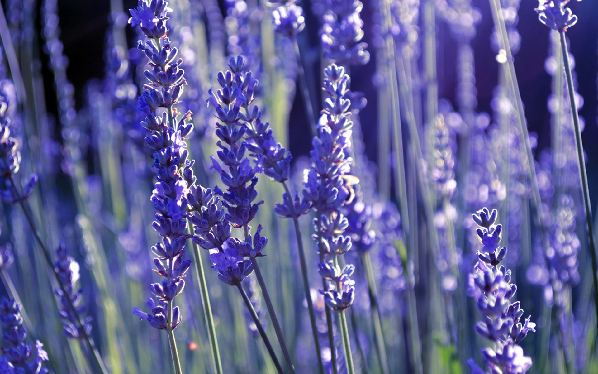 flowers lavender lilac lavender