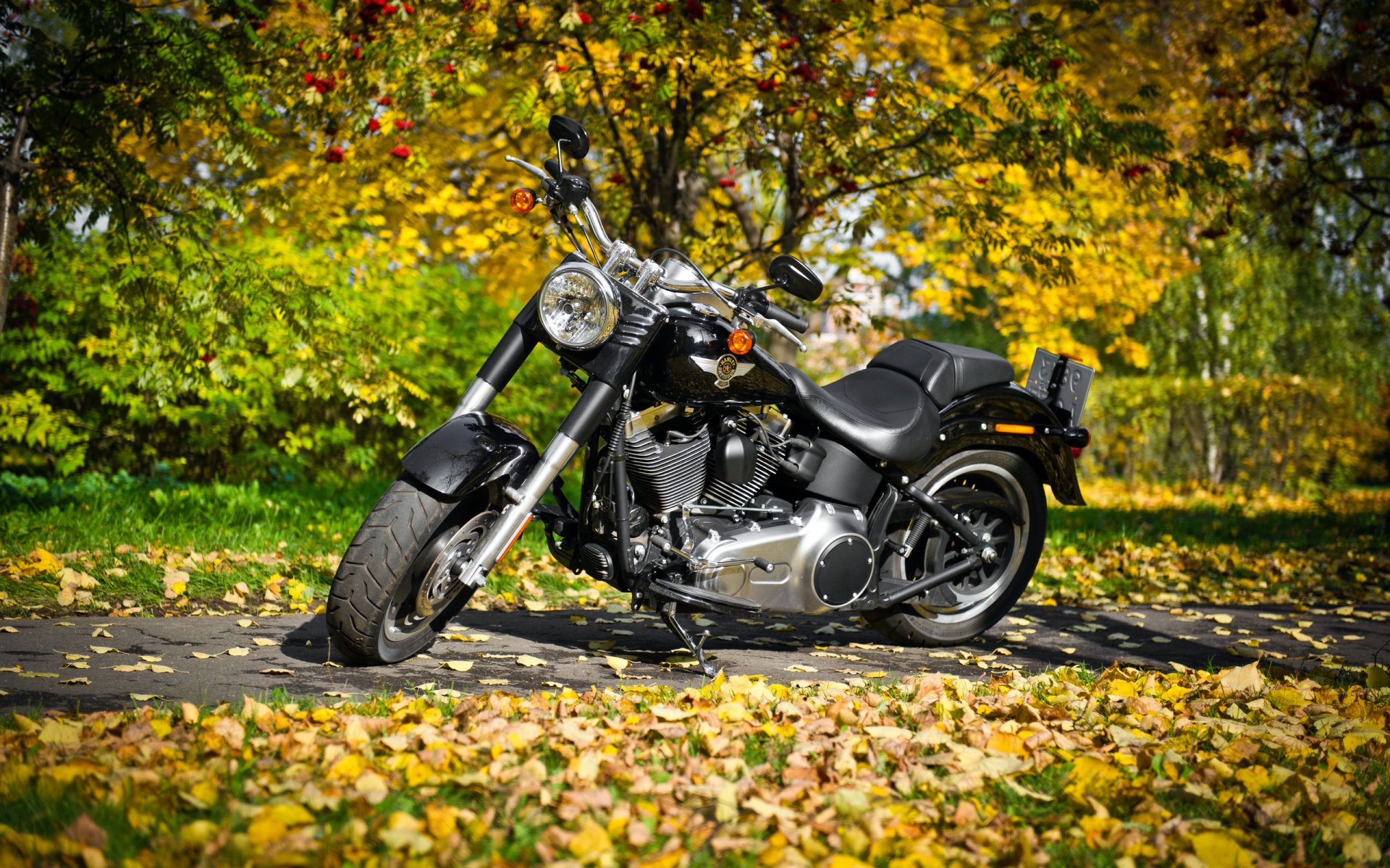 vélo harley-davidson nature forêt feuilles automne feuillage