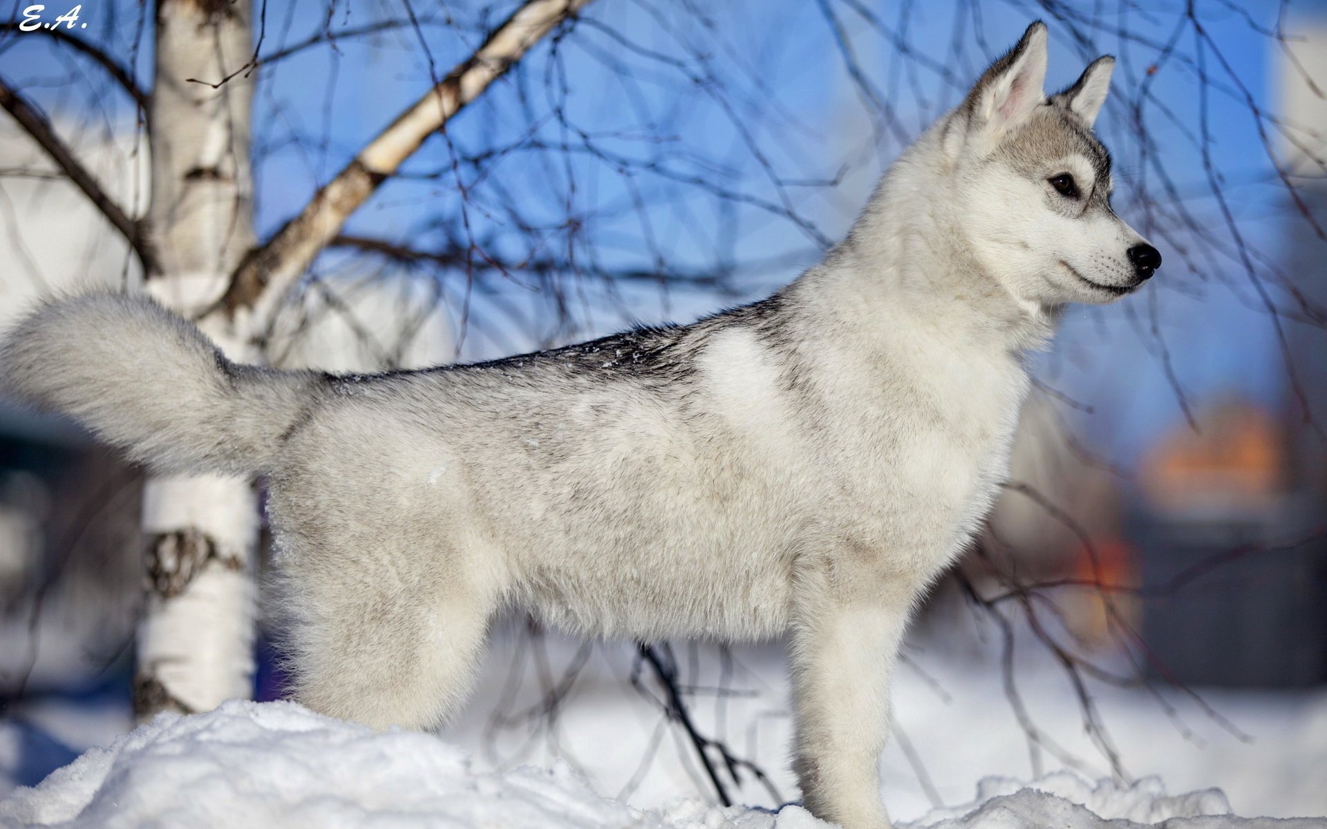 hund freund winter schnee