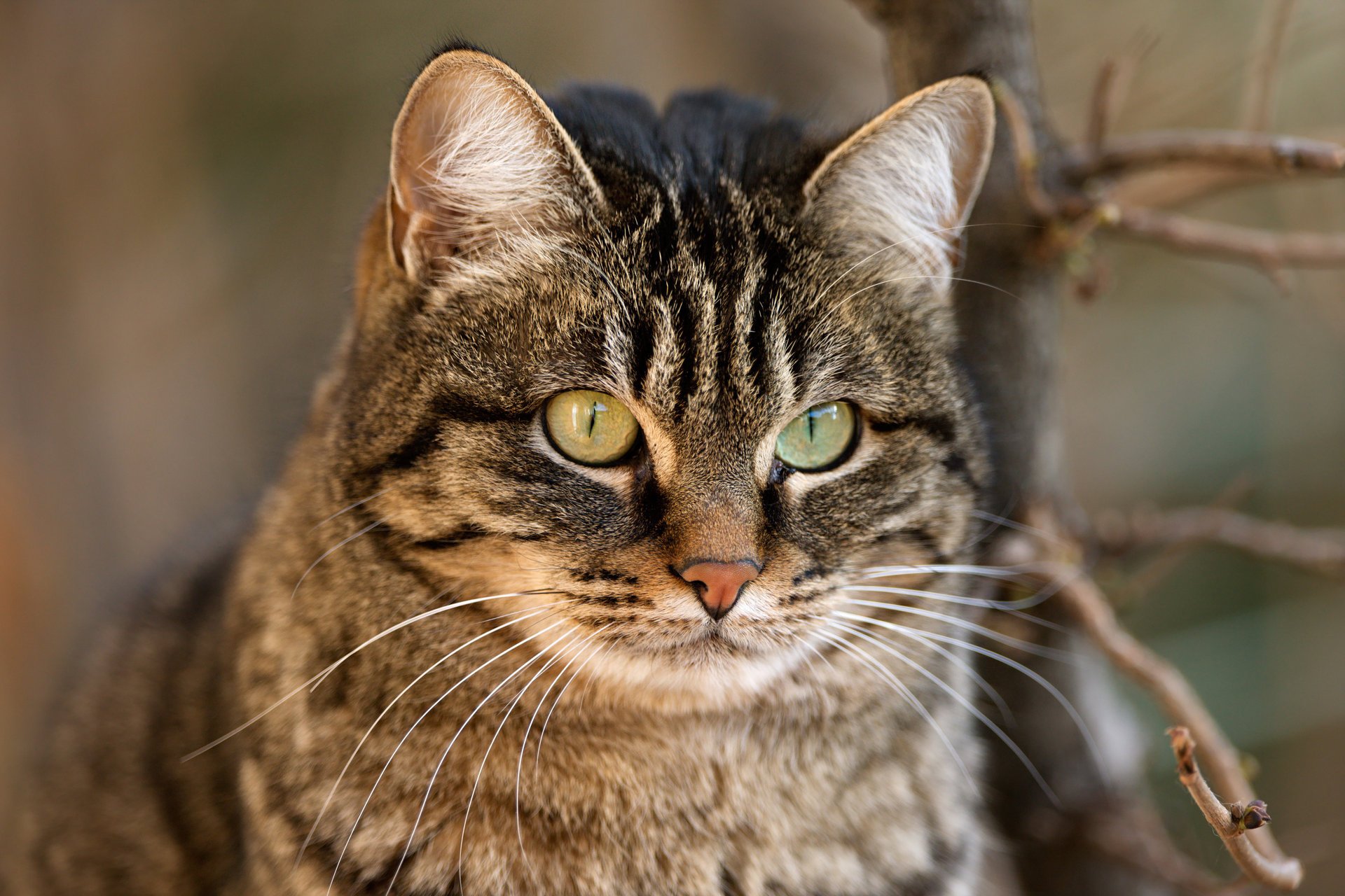 katze tapete katze nase zweig schnurrbart schnauze kote hawt