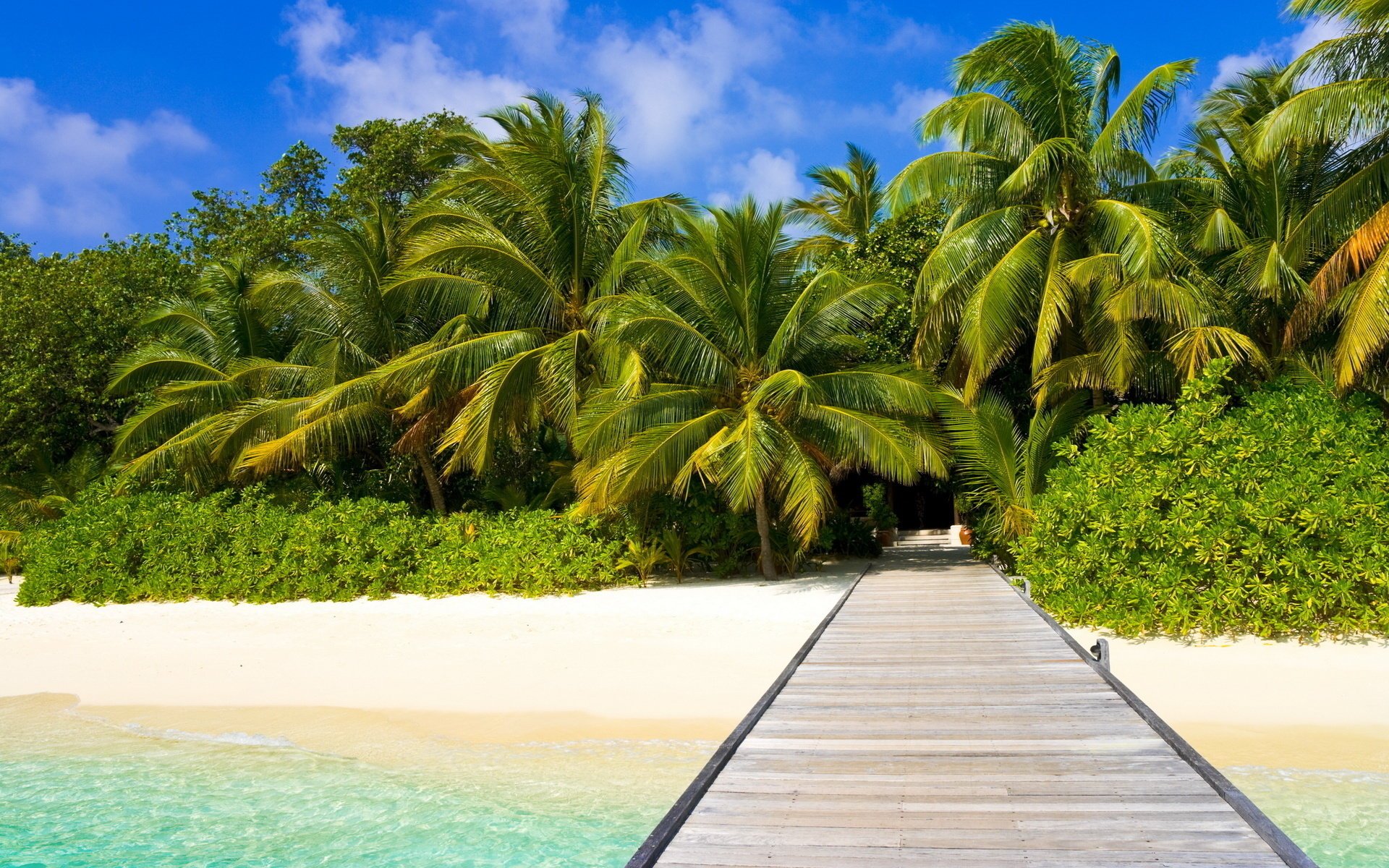 naturaleza paisaje arena agua playa palmeras costa océano