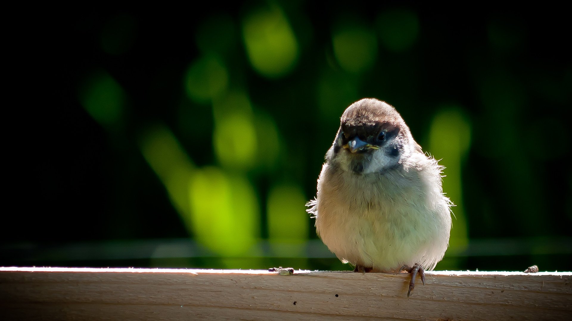 moineau oiseau bec plumes ailes