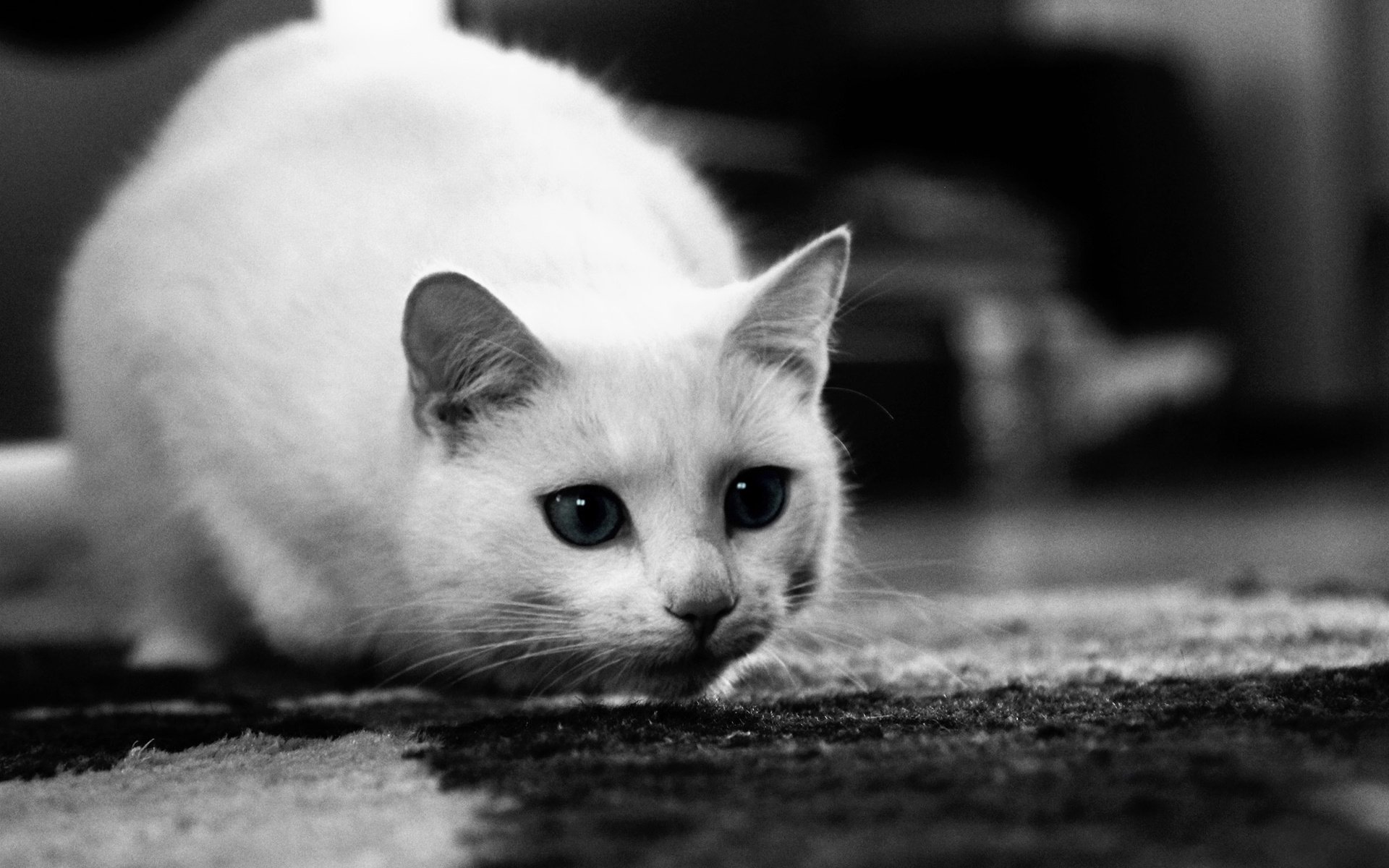 cat black and white kitty muzzle curiosity ear