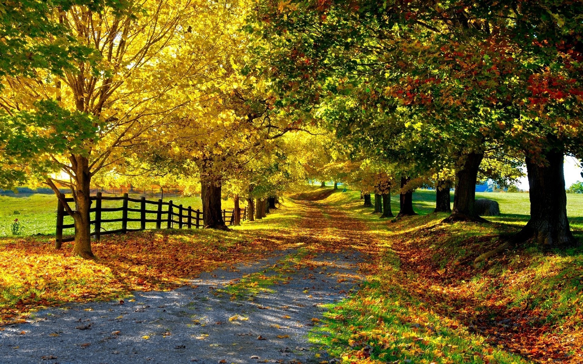 naturaleza árboles camino hojas cerca callejón otoño