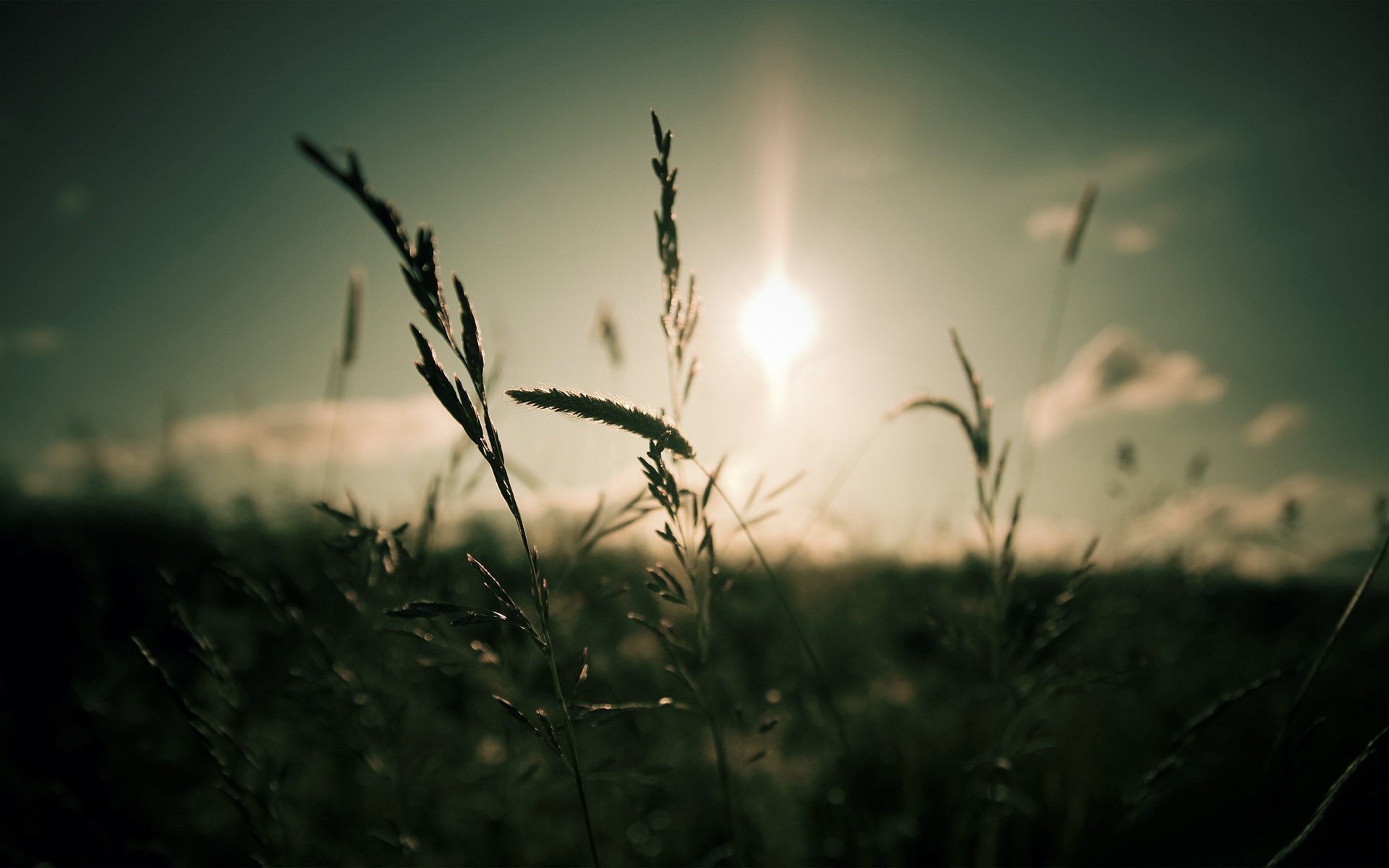 gros plan soleil ciel herbe mise au point lumière nature nuages