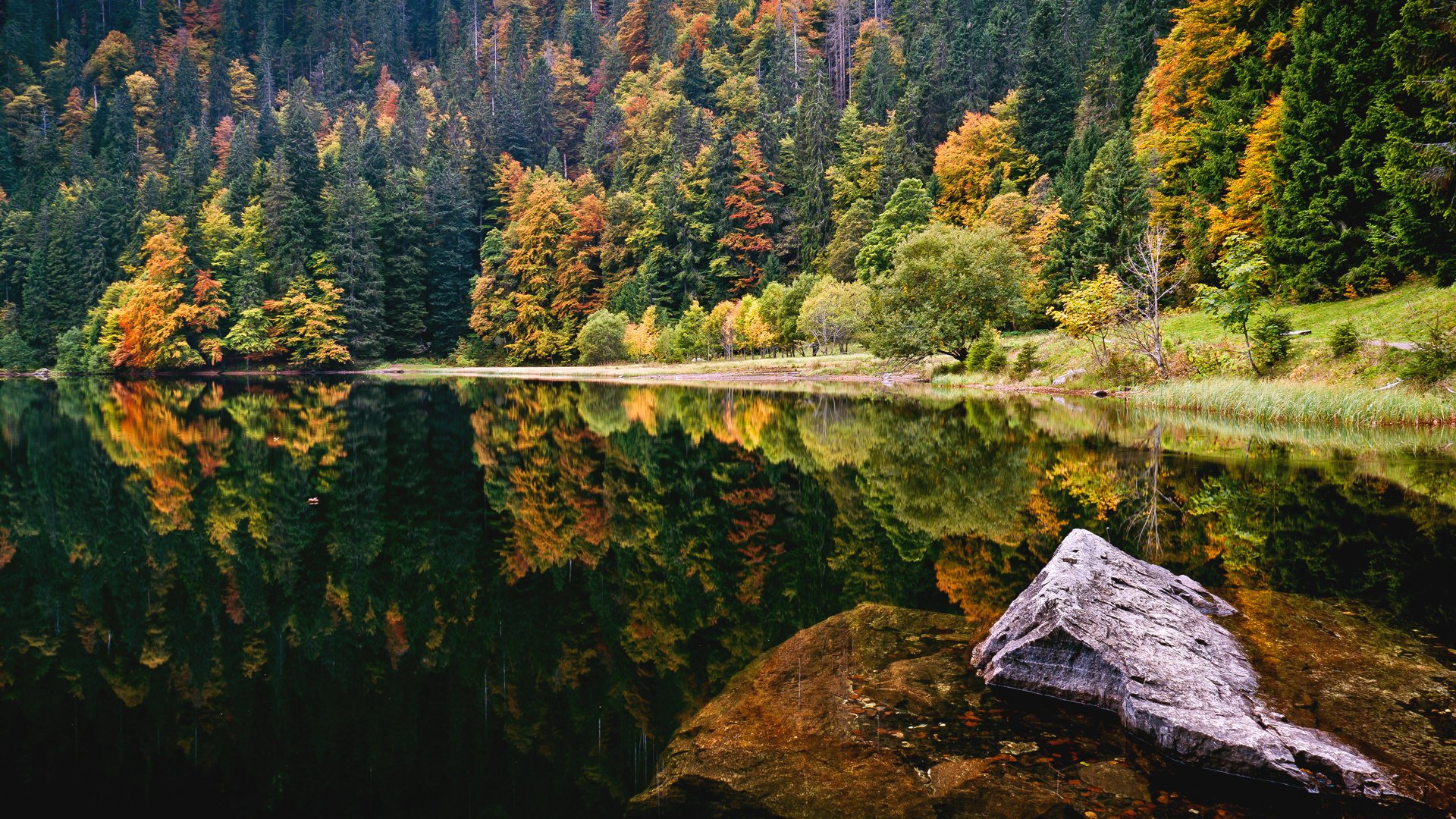 lago foresta autunno pietra